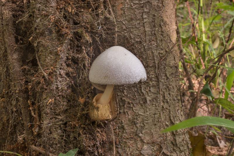 Silky sheath mushroom (Volvariella bombycina) on a tree in area of floodplain on Caney Creek Trail (Little Lake Creek Loop Trail) in Sam Houston National Forest north from Montgomery. Texas, July 28, 2019