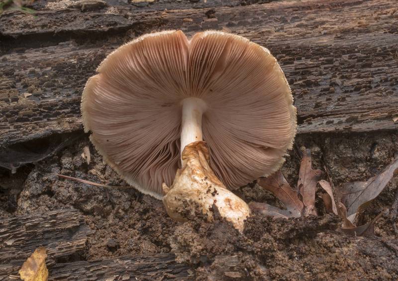 Underside of silky sheath mushroom (Volvariella bombycina) on a rotting oak log in Big Creek Scenic Area of Sam Houston National Forest. Shepherd, Texas, October 20, 2019