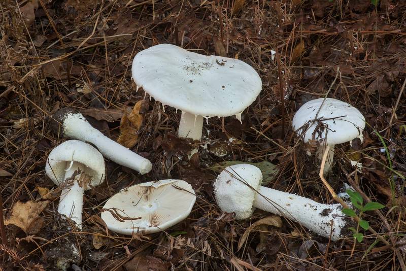 Massive many warts mushrooms (<B>Amanita polypyramis</B>) on Sand Branch Loop Trail in Sam Houston National Forest near Richards. Texas, <A HREF="../date-en/2019-11-03.htm">November 3, 2019</A>