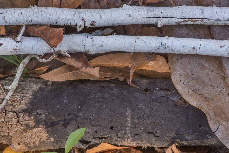 Whitewash fungus Xylodon sambuci (Hyphodontia sambuci)(?) on fallen twigs and a black corticioid fungus Chaetosphaerella phaeostroma on a fallen tree limb on Caney Creek Trail (Little Lake Creek Loop Trail) in Sam Houston National Forest north from Montgomery. Texas, January 12, 2020
