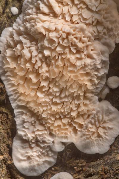 Young Irpex canker fungus (Sarcodontia pachyodon, Spongipellis pachyodon) on Liberty Oak in Washington-on-the-Brazos State Historic Site. Washington, Texas, January 18, 2020
