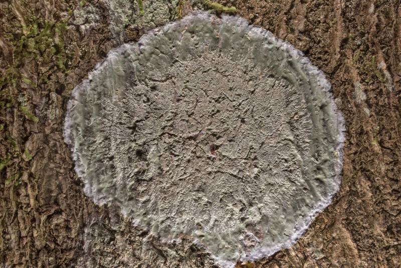 Round patch of lichen Cryptothecia striata on a tree in Big Creek Scenic Area of Sam Houston National Forest. Shepherd, Texas, January 19, 2020