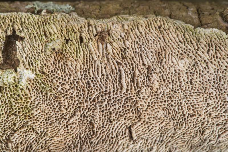 Close-up of crust mushroom Megasporoporia setulosa (Dichomitus setulosus) or may be Datronia mollis on Hoots Hollow Trail in Brazos Bend State Park. Needville, Texas, February 15, 2020