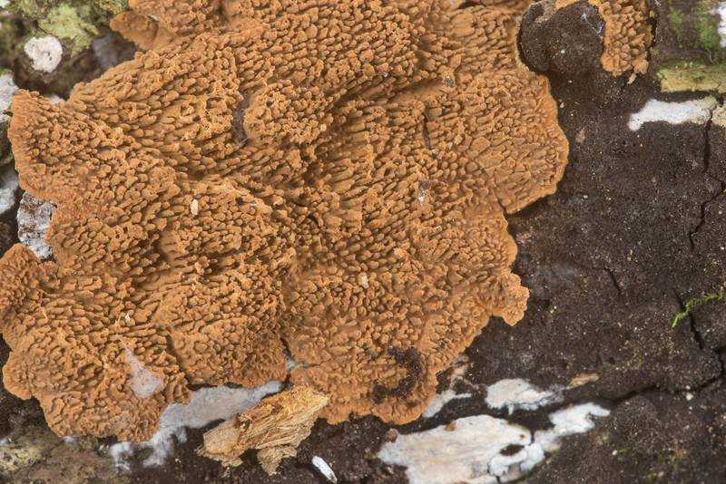 Hydnoid crust fungus Hymenochaetopsis olivacea (Hydnoporia olivacea) together with a black crust fungus <B>Chaetosphaerella phaeostroma</B> on a fallen oak branch in Brazos Bend State Park. Needville, Texas, <A HREF="../date-en/2020-02-15.htm">February 15, 2020</A>