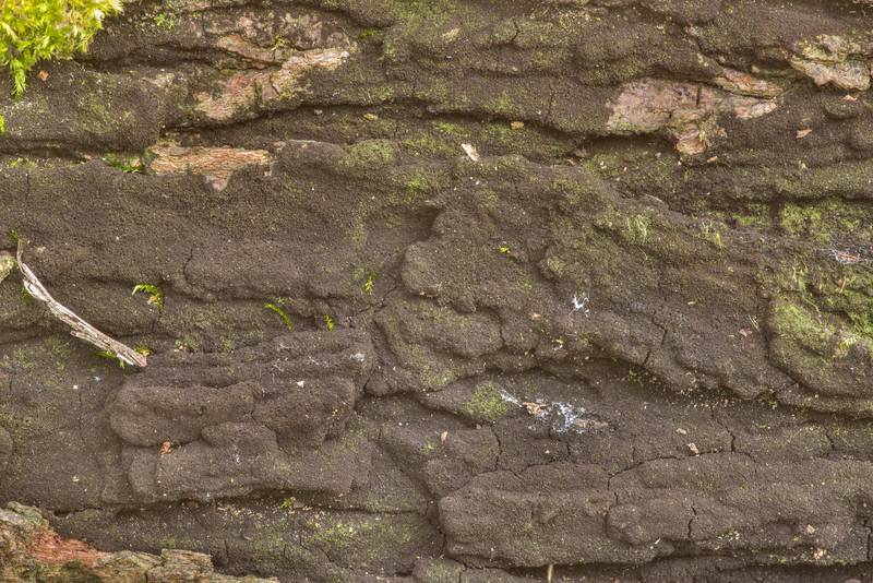 Black corticioid (crust) fungus <B>Chaetosphaerella phaeostroma</B> on a fallen oak branch in Brazos Bend State Park. Needville, Texas, <A HREF="../date-en/2020-02-15.htm">February 15, 2020</A>