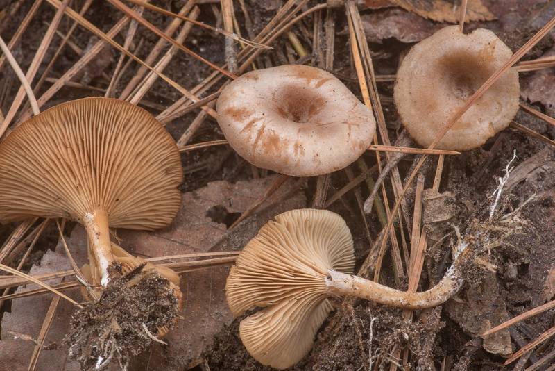 Funnel cap mushrooms Rhizocybe pruinosa (Clitocybe pruinosa) on Four Notch Loop Trail of Sam Houston National Forest near Huntsville. Texas, February 22, 2020