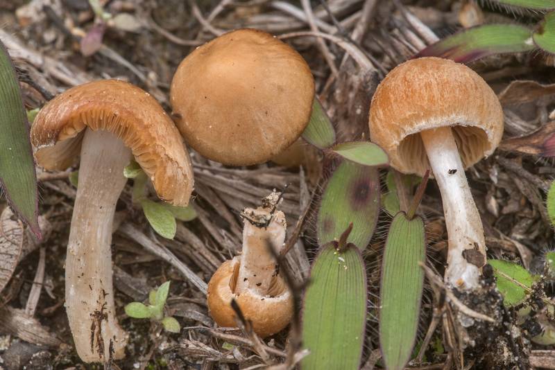 Brittlestem mushrooms Psathyrella pennata in Bastrop State Park. Bastrop, Texas, February 23, 2020