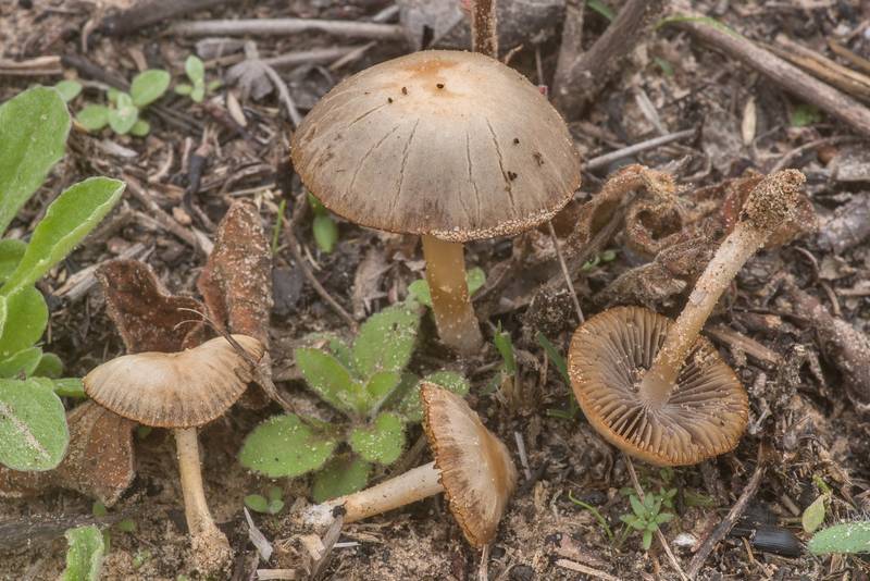 Brittlestem mushrooms <B>Psathyrella pennata</B> in a semi-open area of burnt forest in Bastrop State Park. Bastrop, Texas, <A HREF="../date-en/2020-02-23.htm">February 23, 2020</A>