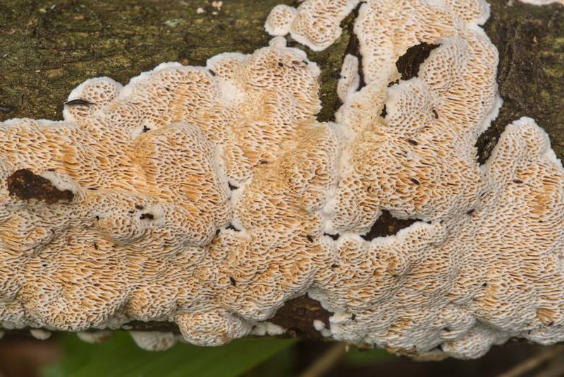 Crust mushroom Megasporoporia setulosa (Dichomitus setulosus) or may be Datronia mollis on a fallen twig on Kiwanis Nature Trail. College Station, Texas, March 25, 2020