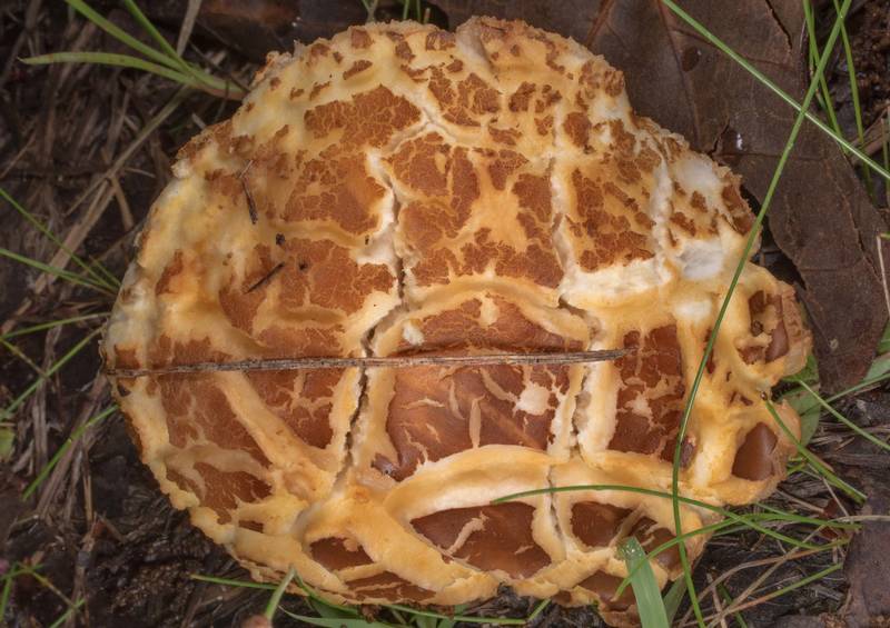 Cap of a spotted bolete mushroom (<B>Xanthoconium affine</B>) in a half-open area at Lake Somerville Trailway near Birch Creek Unit of Somerville Lake State Park. Texas, <A HREF="../date-en/2020-04-05.htm">April 5, 2020</A>