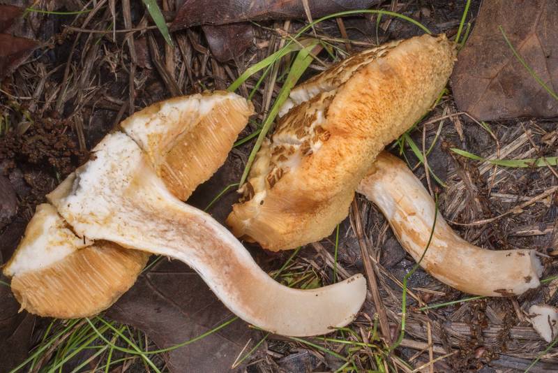 Dissected spotted bolete mushroom (<B>Xanthoconium affine</B>) in a half-open area at Lake Somerville Trailway near Birch Creek Unit of Somerville Lake State Park. Texas, <A HREF="../date-en/2020-04-05.htm">April 5, 2020</A>