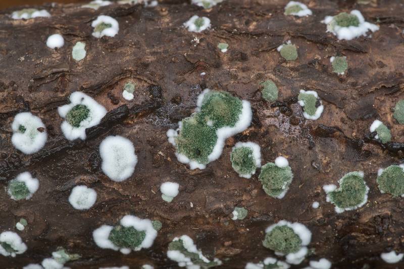 Green fungus Trichoderma viride on a thin dry standing tree, may be Yaupon holly, on Winters Bayou Trail in Sam Houston National Forest. Cleveland, Texas, April 7, 2020