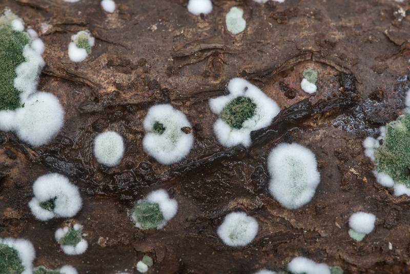 Pattern of fungus <B>Trichoderma viride</B> on a thin dry tree on Winters Bayou Trail in Sam Houston National Forest. Cleveland, Texas, <A HREF="../date-en/2020-04-07.htm">April 7, 2020</A>