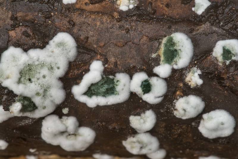 Texture of fungus <B>Trichoderma viride</B> on a thin dry tree on Winters Bayou Trail in Sam Houston National Forest. Cleveland, Texas, <A HREF="../date-en/2020-04-07.htm">April 7, 2020</A>
