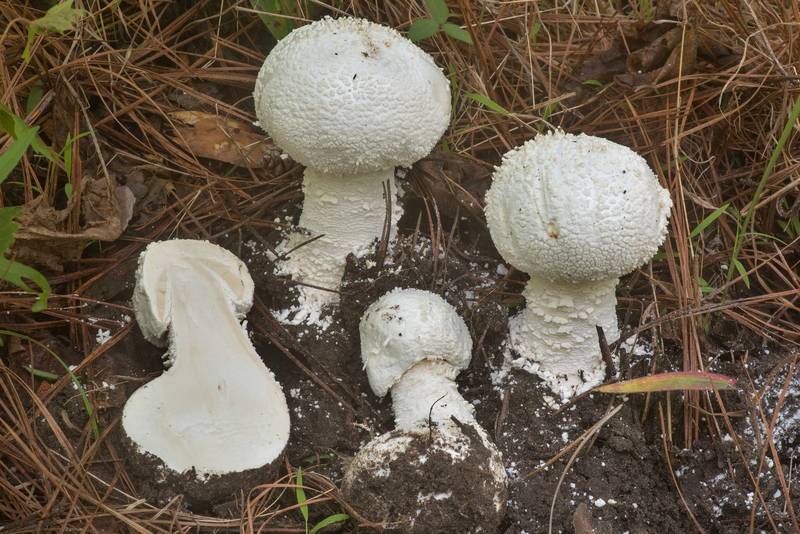 Cross section of Many Warts mushrooms (<B>Amanita polypyramis</B>) on Richards Loop Trail in Sam Houston National Forest. Texas, <A HREF="../date-en/2020-04-20.htm">April 20, 2020</A>