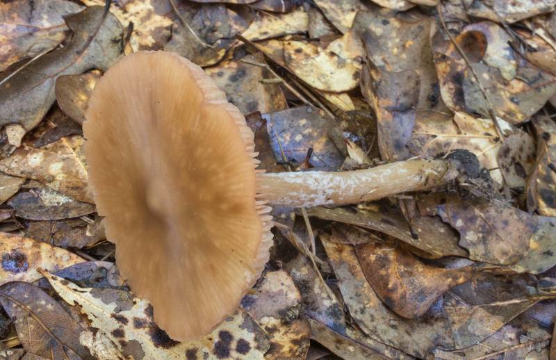 Pinkgill mushroom <B>Entoloma strictius</B> in Lick Creek Park. College Station, Texas, <A HREF="../date-en/2020-05-26.htm">May 26, 2020</A>