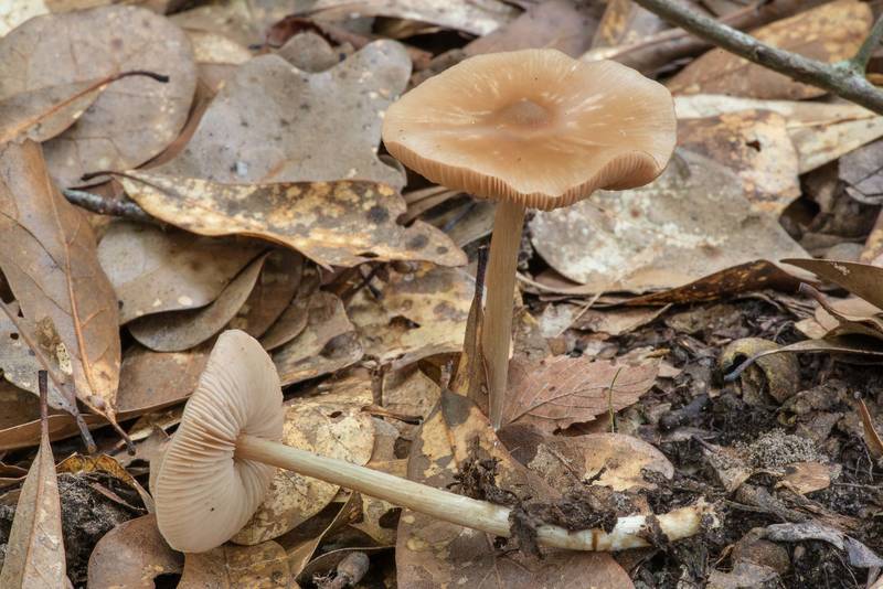 Straight-stalked pinkgill mushroom (Entoloma strictius) in Lick Creek Park. College Station, Texas, June 2, 2020