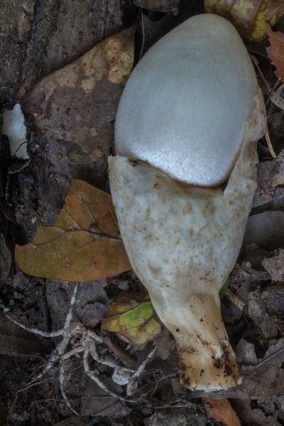 Side view of silky sheath mushroom (<B>Volvariella bombycina</B>) taken from the base of a live elm tree in Lick Creek Park. College Station, Texas, <A HREF="../date-en/2020-07-26.htm">July 26, 2020</A>