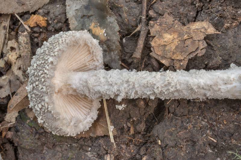 American gray dust Lepidella (<B>Amanita cinereoconia</B>) mushroom on Caney Creek section of Lone Star Hiking Trail in Sam Houston National Forest north from Montgomery. Texas, <A HREF="../date-en/2020-09-17.htm">September 17, 2020</A>