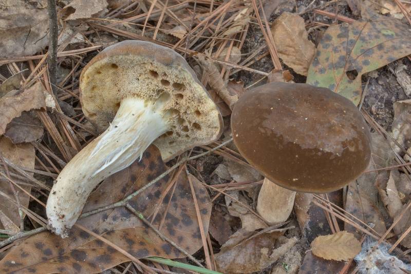 Bolete mushrooms <B>Xanthoconium affine</B> on Caney Creek Trail (Little Lake Creek Loop Trail) in Sam Houston National Forest north from Montgomery. Texas, <A HREF="../date-en/2020-09-19.htm">September 19, 2020</A>