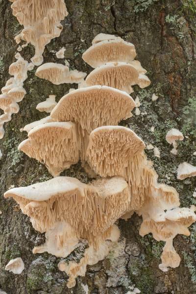 Spongy toothed polypore mushrooms (Sarcodontia pachyodon) on a dry oak on North Wilderness Loop Trail in Sam Houston National Forest near Richards. Texas, October 8, 2020