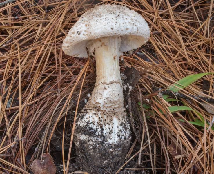 Mushroom <B>Amanita polypyramis</B> on Richards Loop Trail in Sam Houston National Forest. Texas, <A HREF="../date-en/2020-12-03.htm">December 3, 2020</A>