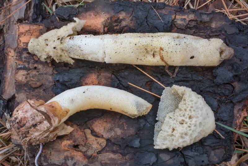 Side view of mature stinkhorn mushrooms (Phallus impudicus) on Richards Loop Trail in Sam Houston National Forest. Texas, December 3, 2020