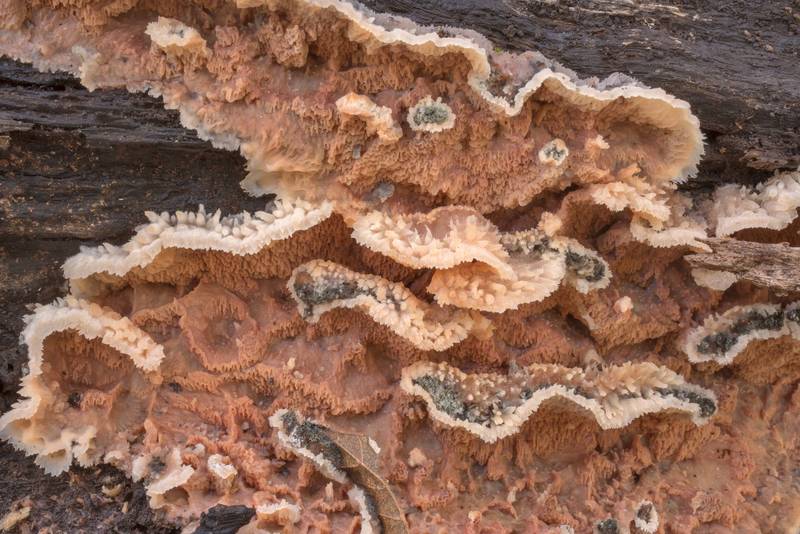 Jelly rot fungus (Merulius tremellosus, <B>Phlebia tremellosa</B>) on a rotting oak in wet area in area of Winters Bayou in Sam Houston National Forest, east from Waverly. Texas, <A HREF="../date-en/2020-12-05.htm">December 5, 2020</A>