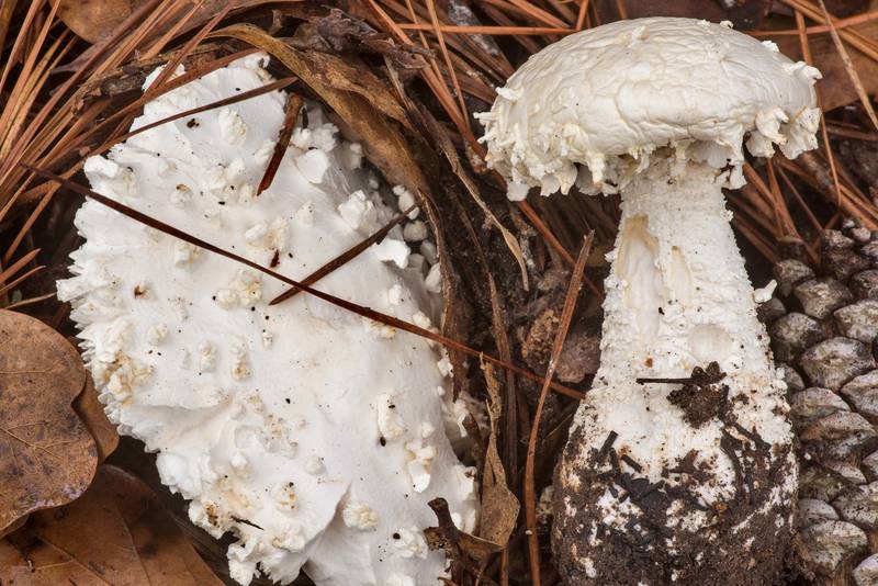 Mushrooms <B>Amanita polypyramis</B> under pines on Four Notch Loop Trail of Sam Houston National Forest near Huntsville. Texas, <A HREF="../date-en/2021-01-23.htm">January 23, 2021</A>