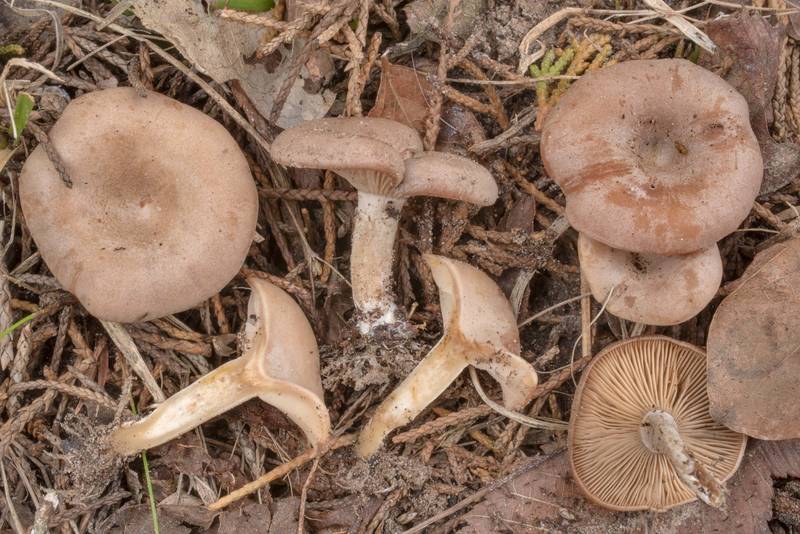 Dissected funnel cap mushrooms Rhizocybe pruinosa (Clitocybe pruinosa) under juniper and oak trees, near a pipeline clearing in Lick Creek Park. College Station, Texas, March 24, 2021