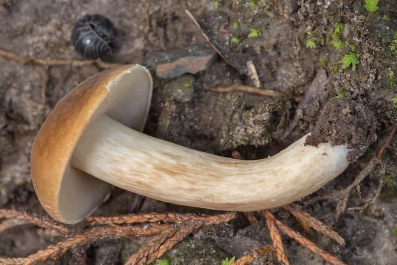 Bolete mushroom <B>Xanthoconium affine</B> on Kiwanis Nature Trail. College Station, Texas, <A HREF="../date-en/2021-06-10.htm">June 10, 2021</A>