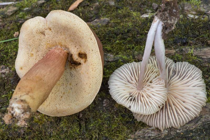 Underside of mushrooms <B>Xanthoconium purpureum</B> and Gymnopus foetidus on Caney Creek Trail (Little Lake Creek Loop Trail) in Sam Houston National Forest north from Montgomery. Texas, <A HREF="../date-en/2021-06-27.htm">June 27, 2021</A>