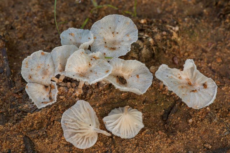 <B>Marasmiellus candidus</B> mushrooms on buried wood(?) in Lick Creek Park. College Station, Texas, <A HREF="../date-en/2021-06-30.htm">June 30, 2021</A>