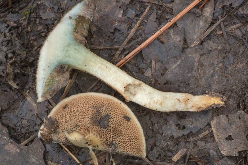 Cross section of bolete mushroom Porphyrellus sordidus (Tylopilus sordidus) on Caney Creek Trail (Little Lake Creek Loop Trail) in Sam Houston National Forest north from Montgomery. Texas, July 4, 2021