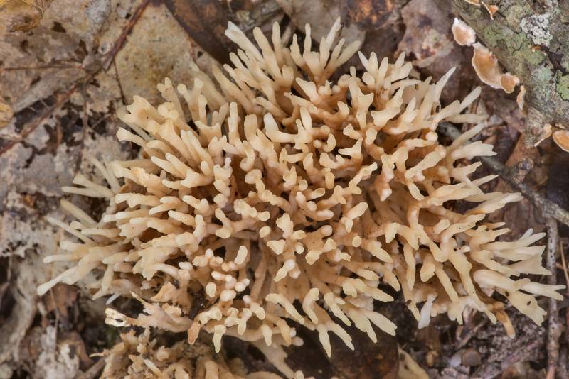 False coral mushroom Tremellodendropsis semivestita in Big Creek Scenic Area of Sam Houston National Forest. Shepherd, Texas, July 10, 2021