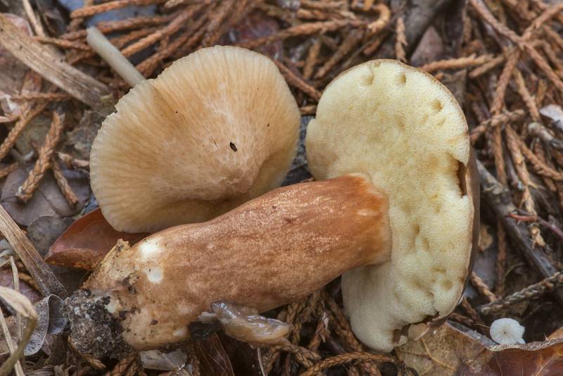 Entoloma and a bolete mushroom <B>Xanthoconium affine</B> in Lick Creek Park. College Station, Texas, <A HREF="../date-en/2021-07-13.htm">July 13, 2021</A>