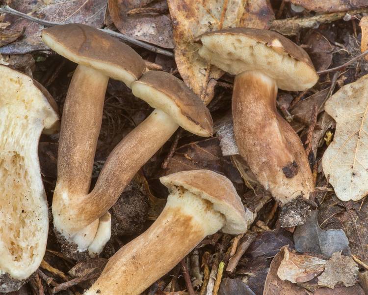 Bolete mushrooms Xanthoconium affine under small oaks in Lick Creek Park. College Station, Texas, July 13, 2021