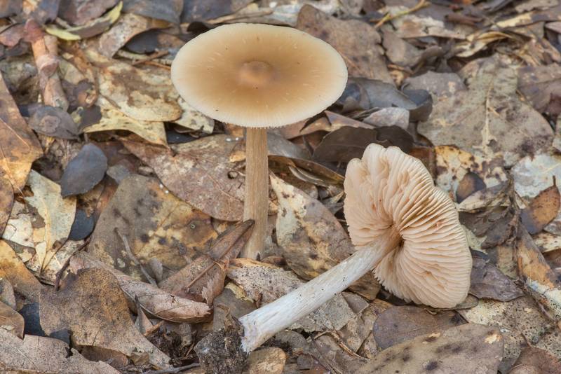 Pinkgill mushrooms <B>Entoloma strictius</B> var. isabellinum in Lick Creek Park. College Station, Texas, <A HREF="../date-en/2021-07-15.htm">July 15, 2021</A>