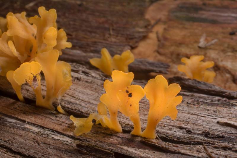 Fan shaped jelly fungus (Dacryopinax spathularia) on a fallen juniper at Lake Somerville Trailway near Birch Creek Unit of Somerville Lake State Park. Texas, August 29, 2021
