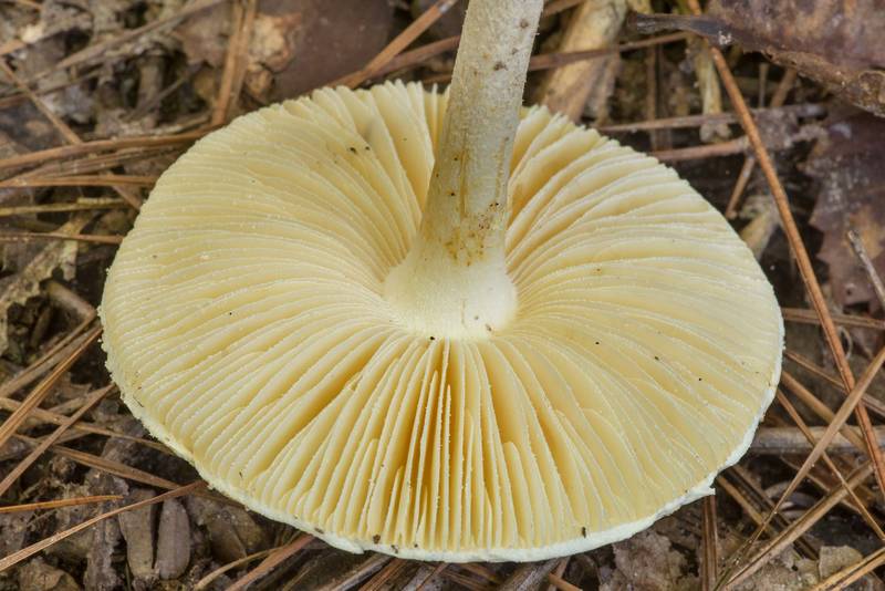 Underside of a mushroom Amanita cinereoconia var. croceescens on Winters Bayou Trail in Sam Houston National Forest. Cleveland, Texas, October 16, 2021