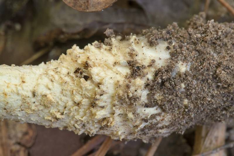 Bulbous base of a mushroom <B>Amanita cinereoconia</B> var. croceescens on Winters Bayou Trail in Sam Houston National Forest. Cleveland, Texas, <A HREF="../date-en/2021-10-16.htm">October 16, 2021</A>
