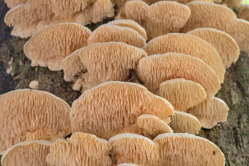 Underside surface of spongy toothed polypore mushrooms (Sarcodontia pachyodon) on a standing dry tree on Winters Bayou Trail in Sam Houston National Forest. Cleveland, Texas, October 16, 2021