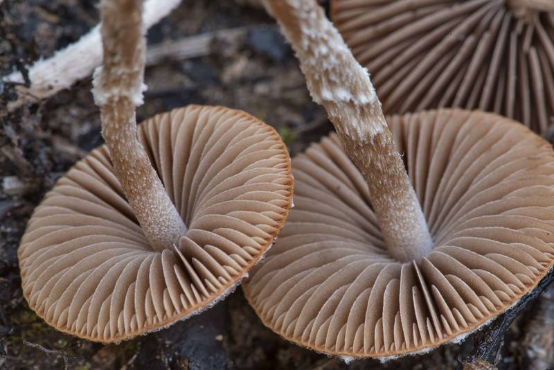 Underside of brittlegill mushrooms <B>Psathyrella pennata</B> in burned area in Bastrop State Park. Bastrop, Texas, <A HREF="../date-en/2021-10-17.htm">October 17, 2021</A>