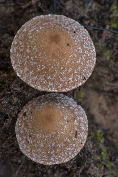 Caps of brittlegill mushrooms Psathyrella pennata in burned area in Bastrop State Park. Bastrop, Texas, October 17, 2021