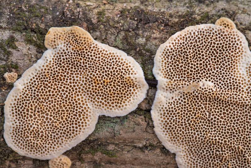 Patches of resupinate polypore mushroom <B>Megasporoporia setulosa</B> on a fallen hardwood branch on Caney Creek section of Lone Star Hiking Trail in Sam Houston National Forest north from Montgomery. Texas, <A HREF="../date-en/2021-10-30.htm">October 30, 2021</A>