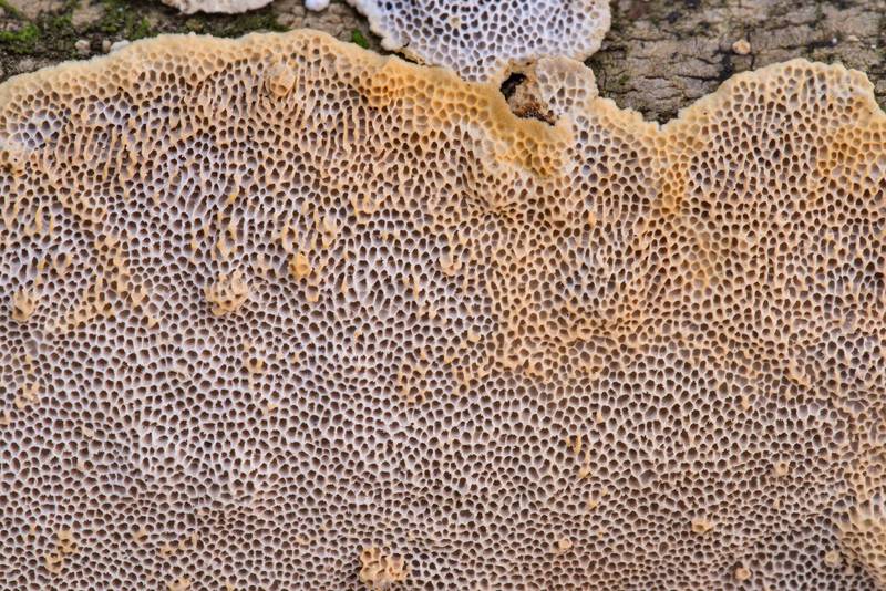 Texture of resupinate polypore mushroom Megasporoporia setulosa on Caney Creek section of Lone Star Hiking Trail in Sam Houston National Forest north from Montgomery. Texas, October 30, 2021