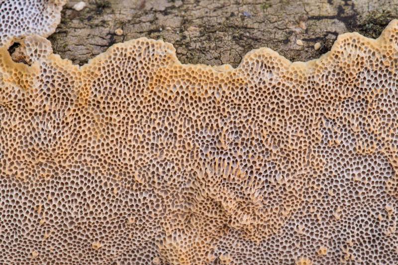 Pattern of resupinate polypore mushroom Megasporoporia setulosa on Caney Creek section of Lone Star Hiking Trail in Sam Houston National Forest north from Montgomery. Texas, October 30, 2021