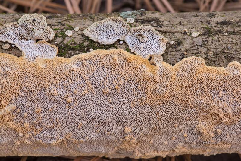 Texture of pores of resupinate polypore mushroom Megasporoporia setulosa(?) on Caney Creek section of Lone Star Hiking Trail in Sam Houston National Forest north from Montgomery. Texas, October 30, 2021