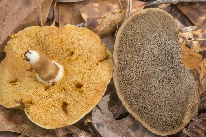 Underside of Xanthoconium affine and <B>Cerrena hydnoides</B> (Hexagonia) mushrooms in Lick Creek Park. College Station, Texas, <A HREF="../date-en/2022-05-15.htm">May 15, 2022</A>