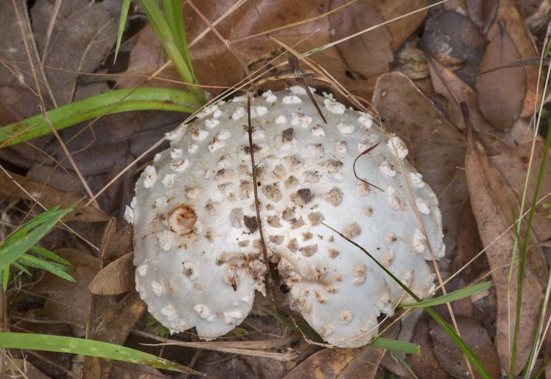 Cap of a mushroom Amanita canescens(?) in Lick Creek Park. College Station, Texas, May 15, 2022